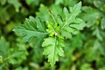 Closeup green leaf of Chrysanthemum Indicum Linn flowers ,green foliage ,evergreen ,greenery ,lush nature ,flower tea ,herb plant 