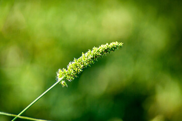 close up of a grass