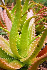 Closeup Aloe vera sunset succulent plant ,Aloe dorothea , ,barbadensis mill ,star cactus ,Aloin ,Jafferabad Vera Barbados ,