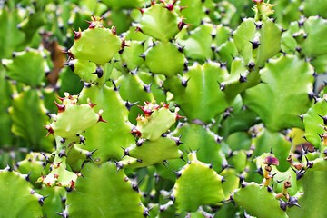 Closeup cactus solid plants Euphorbia resinifera Tortilis sem raiz corte ,Rottler ex Ainslie desert...