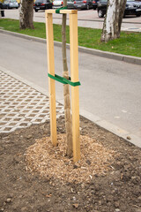 freshly planted young tree