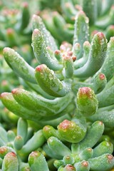 succulent plant Jelly Bean ,Sedum rubrotinctum or Sedum ,pork and beans ,Crassulaceae with soft focus ,macro succulent plant ,The leaves change colour from green to red during the summer months