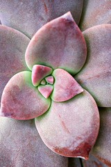 Closeup succulent plants Graptopetalum paraguayense Mother of pearl plant or Purple Ghost plant,...