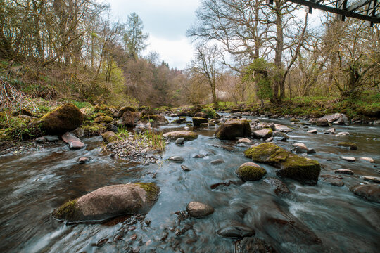 Carron Glen Wildlife Reserve, Scotland, UK is a beautiful native oak and ash woodland along a steep-sided gorge carved by the River Carron. The river provides prime fishing for dippers and kingfishers