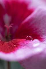 a drop of water on the petal of a pink flower