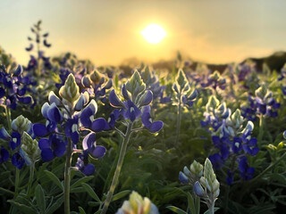 A beautiful field full of bluebonnets right as the sun is setting on a summer day.