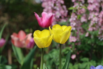 Pink Tulip and Yellow Tulips in the Garden
