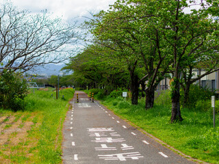 Fototapeta na wymiar 新緑の桜並木とサイクリングロード