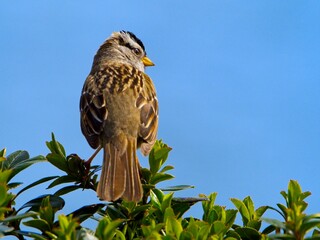 The white-crowned sparrow (Zonotrichia leucophrys) perched on the green leaves