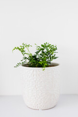 indoor gardening and house plants, small fern plant in white pot indoor on shelf surrounded by white walls in minimalist composition