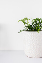 indoor gardening and house plants, small fern plant in white pot indoor on shelf surrounded by white walls in minimalist composition