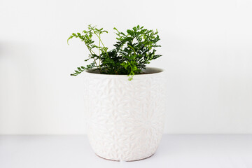 indoor gardening and house plants, small fern plant in white pot indoor on shelf surrounded by white walls in minimalist composition