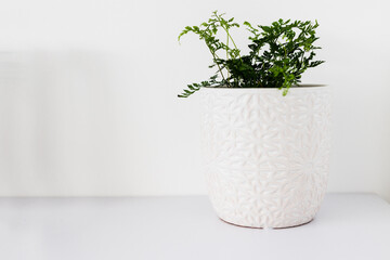 indoor gardening and house plants, small fern plant in white pot indoor on shelf surrounded by white walls in minimalist composition