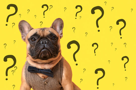Cute French bulldog and question marks on yellow background