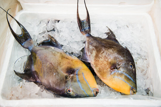 Triggerfish for sale at a fish market.