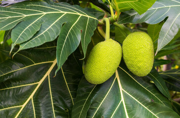 Bunch of breadfruit and green leaves on a tree
Sake is an herb that helps prevent heart disease. Helps control heart rate and blood pressure.
