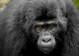 Mountain Gorilla in Bwindi Impenetrable National Park