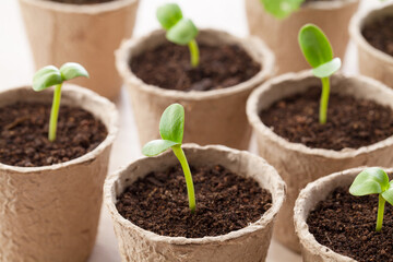 plants seedlings in biodegradable pots.