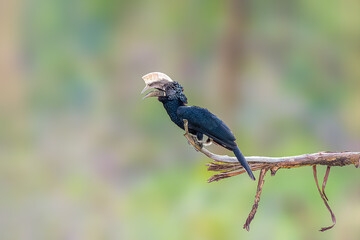 Silvery Cheeked Hornbill perched on a tree © Rajh