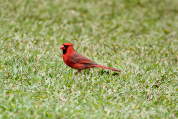 A Red Cardinal on the grass