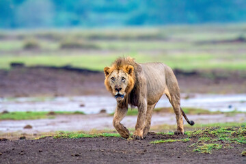 A male lion patroling his terriotory in Africa