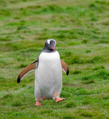 Gentoo Penguin taking a stroll in a field