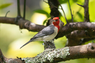 A Red Crested Cardinal in a tree