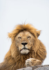 Obraz na płótnie Canvas A big male lion perched on a rock