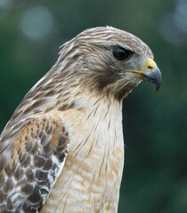 Hawk sitting close-up