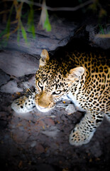 A Leopard in a ditch in Kenya Africa
