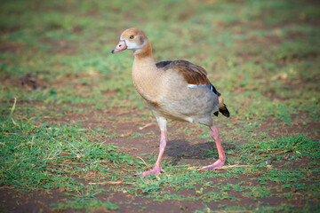 Egyptian Goose taking a scroll in Tanzania