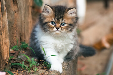 Naklejka na ściany i meble Persian kittens, cute pets in the house