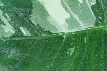 textures and patterns of Alocasia macrorrhizos , water drops on leaves, nature background.