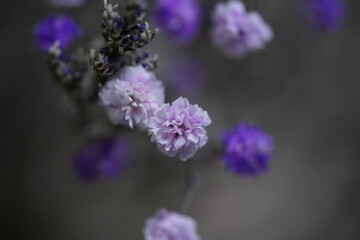 Obraz premium close up of a purple flower