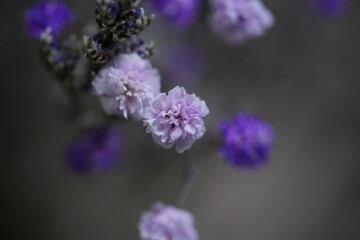 Fototapeta premium close up of a purple flower