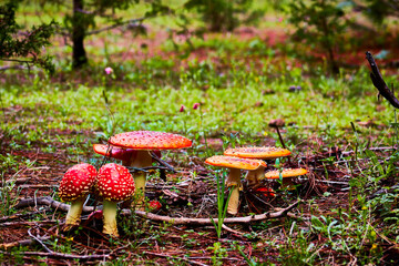 grupo  o familia de hongos matamoscas amanita muscaria en un bosque con plantas verdes  en...