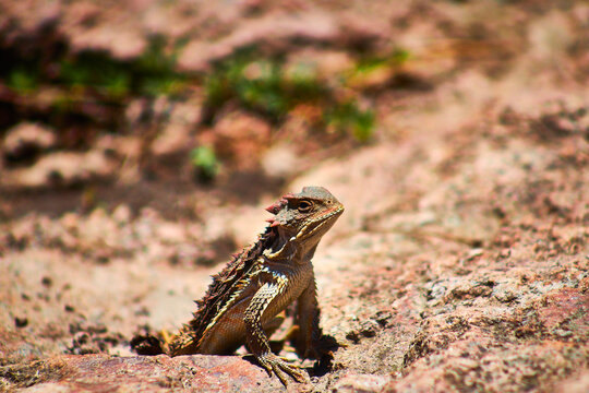 lagarto cornudo mexicano en un desierto, camaleon llorasangre con forma de dragon fotografía horizontal en mexiquillo durango phrynosoma orbiculare