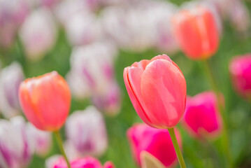 Fototapeta premium チューリップ チューリップ畑 花 花畑 満開 ファンタジー