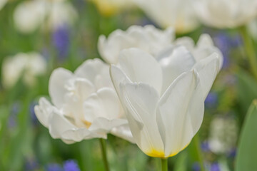 Obraz premium チューリップ チューリップ畑 花 花畑 満開 ファンタジー