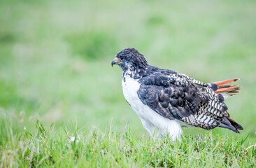 Augur Buzzard perched on the grass in Africa