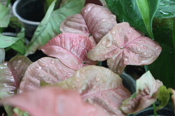 Araceae,Syngonium podophyllum,Syngonium hybrid Pink, on natural light background