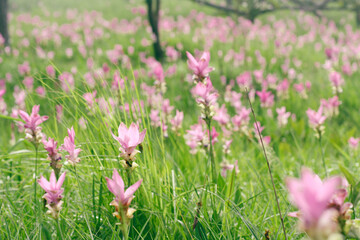 Fototapeta premium Field of Siam Tulips in the morning mist at Chaiyaphum, Thailand