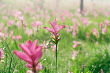 Field of Siam Tulips in the morning mist at Chaiyaphum, Thailand