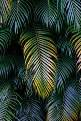 Naklejka premium palm leaf background