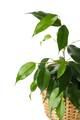 Ficus benjamina in wicker pot on white background, closeup