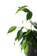 Ficus benjamina in pot on white background, closeup
