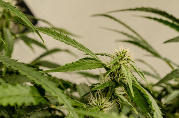 weed. cannabis indoor flowering