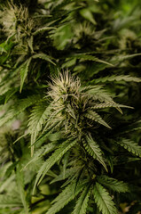 weed. cannabis indoor flowering