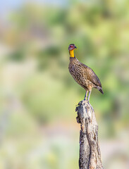 Yellow Necked Francolin perched on a stump