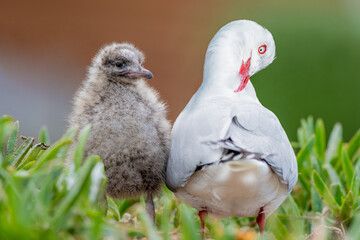 Red Billed Gull with its baby in New Zealand